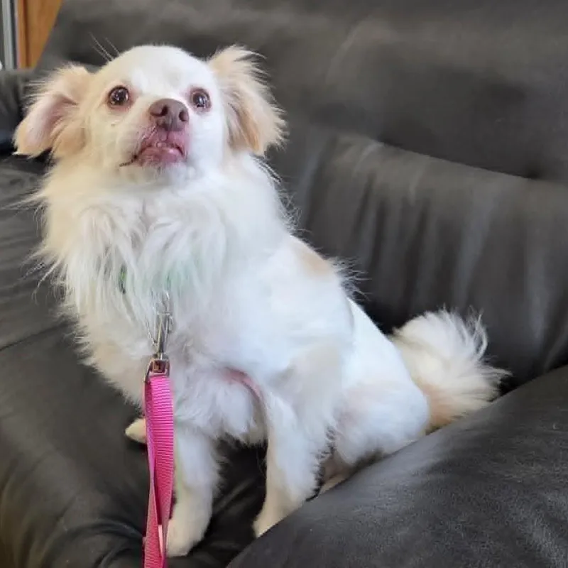 An adult small-sized male White / Cream Papillon dog named Tenderhearted Toby for adoption in La Center, WA