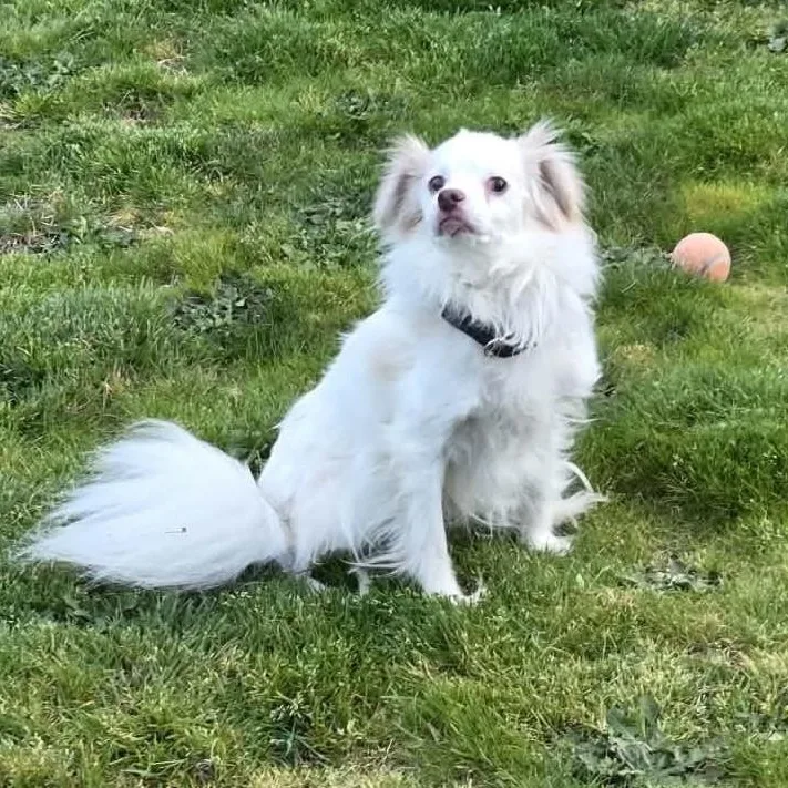 Tenderhearted Toby thumbnail 4