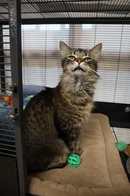 An adult large-sized female Domestic Long Hair cat named Spam for adoption in Aliquippa, PA