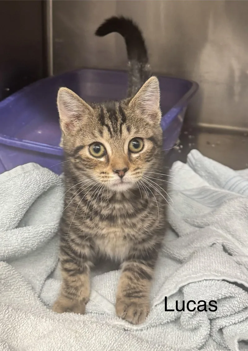 A baby medium-sized male Tabby (Gray / Blue / Silver) Domestic Short Hair cat named Lucas for adoption in Ulster, PA