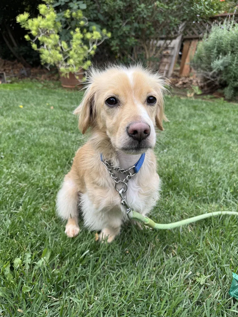 Blueberry thumbnail 2