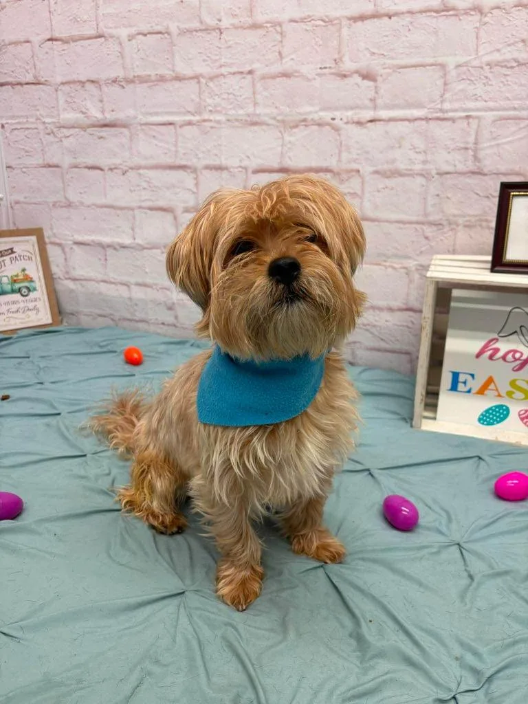 An adult small-sized male Yorkshire Terrier dog named Shaggy for adoption in Warren, MI