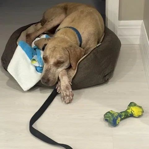 An adult medium-sized female Yellow / Tan / Blond / Fawn Mixed Breed dog named Nina for adoption in West Palm Beach, FL