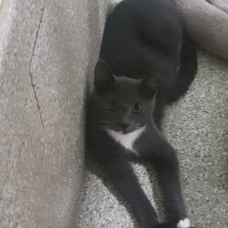 A young small-sized male Gray / Blue / Silver Domestic Short Hair cat named Lucky for adoption in Jessup, MD
