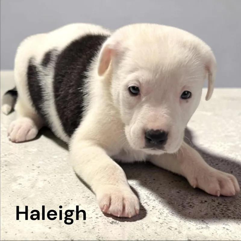 A baby medium-sized female Catahoula Leopard Dog dog named Haleigh for adoption in Allen, TX