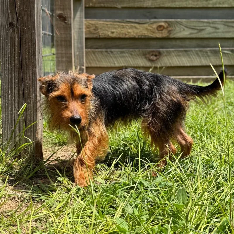 A young small-sized male Black Norfolk Terrier dog named Milburn for adoption in Houston, TX