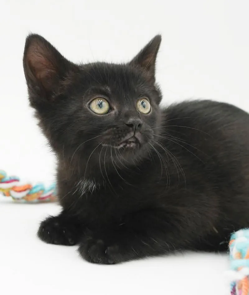 A baby small-sized female Black Bombay cat named Baby Stella can't wait for adoption in Bedford Hills, NY