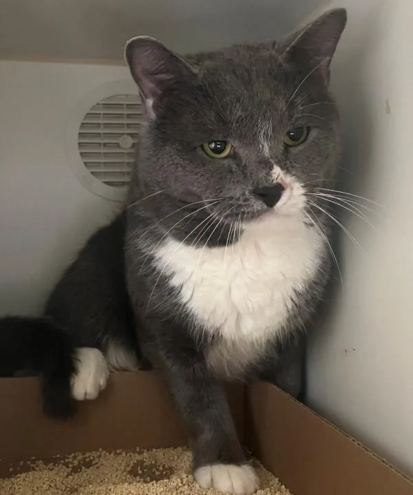 An adult medium-sized male Domestic Short Hair cat named Drizzle for adoption in Staten Island, NY