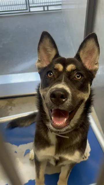 A young medium-sized female Husky dog named Sally for adoption in Downey, CA