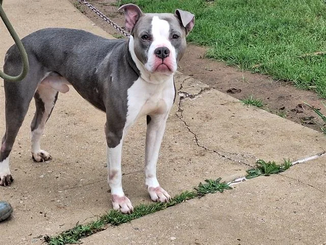 An adult large-sized male Mixed Breed dog named Twister for adoption in Dallas, TX