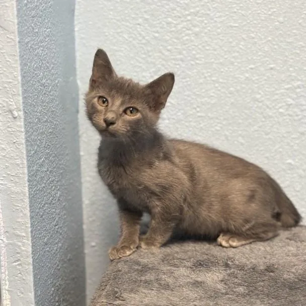 A baby small-sized male Domestic Medium Hair cat named Lyonnaise for adoption in Sugar Land, TX