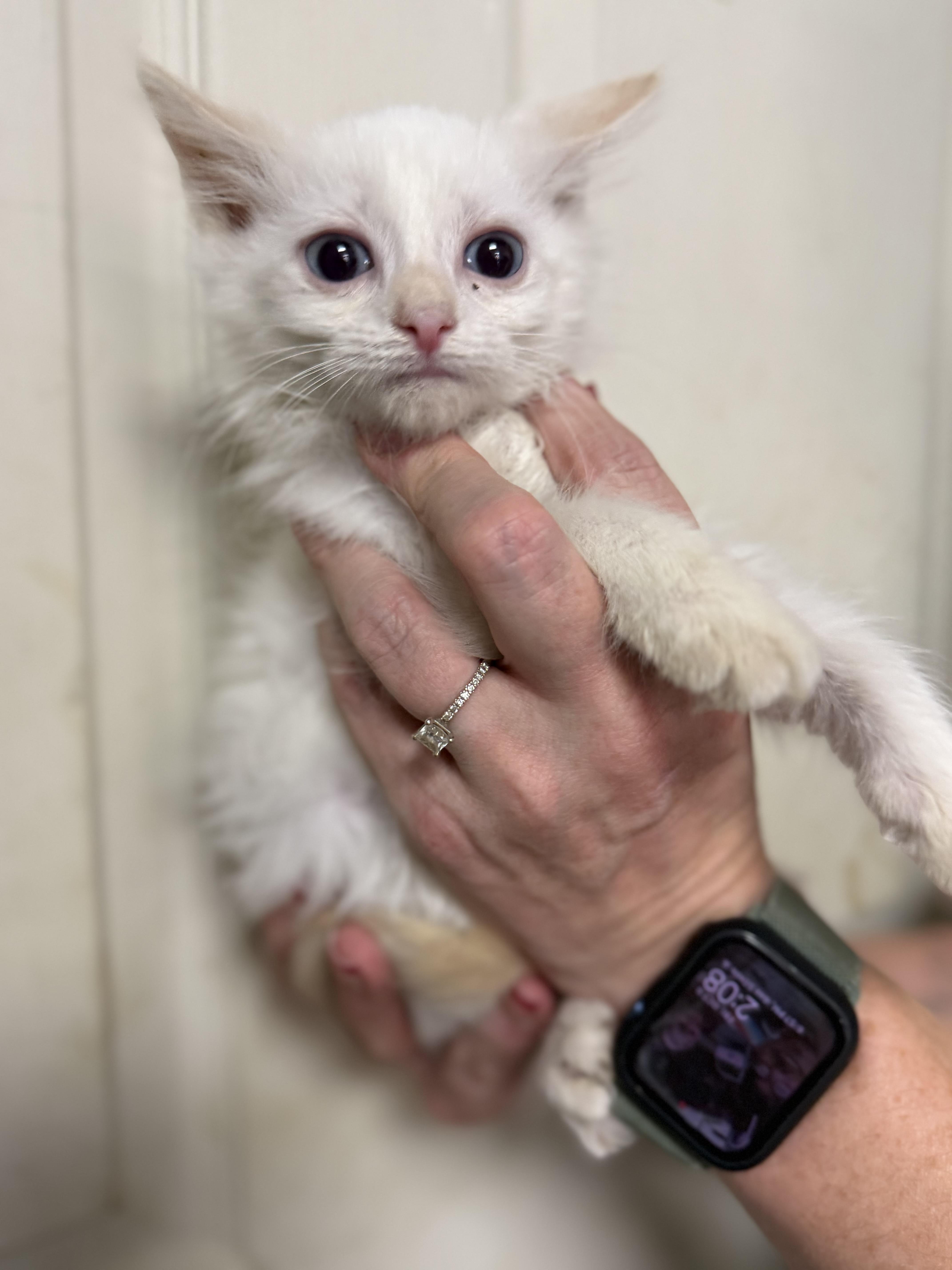 A baby medium-sized male Domestic Short Hair cat named Marshmellow Fluff for adoption in Columbia, SC