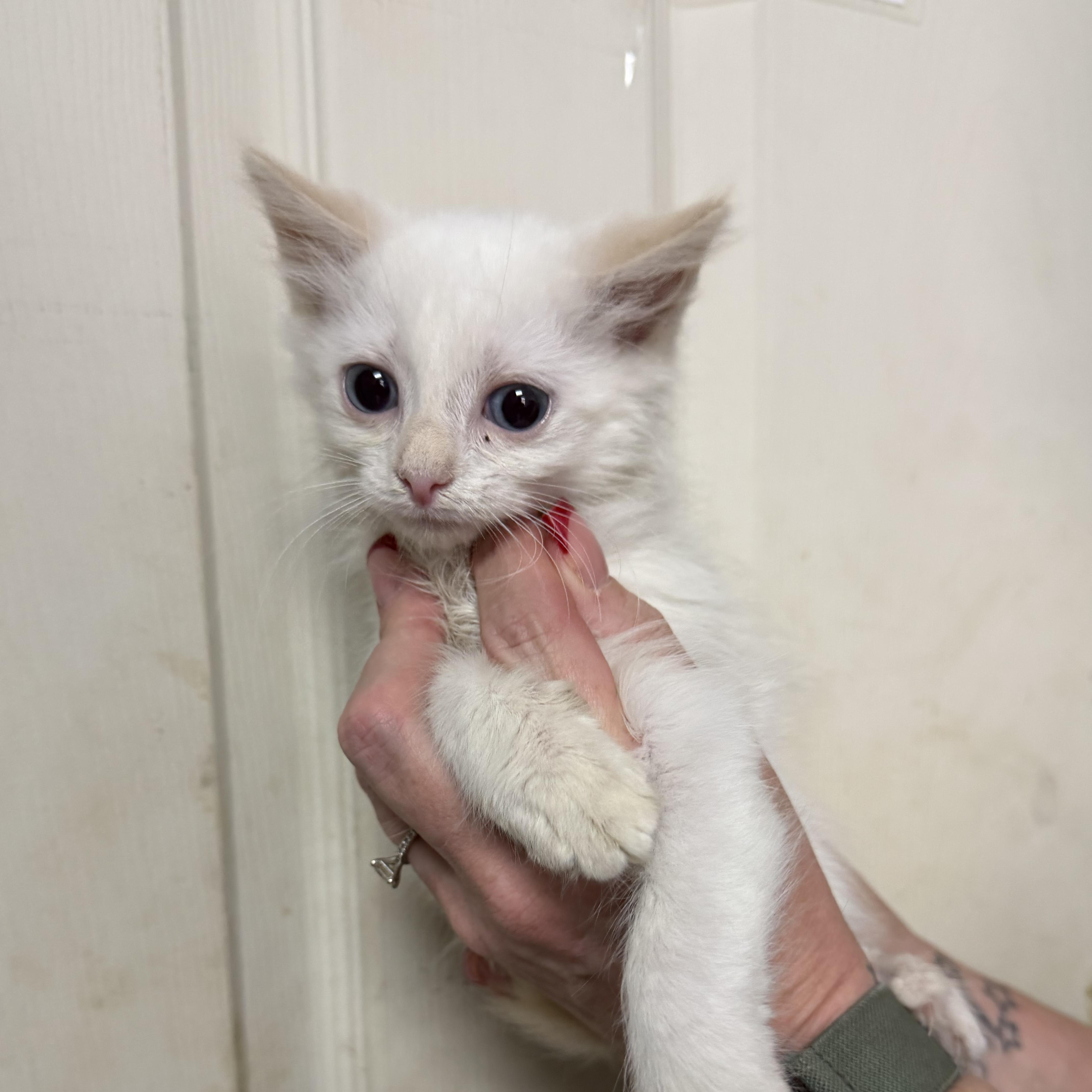 Marshmellow Fluff thumbnail 2