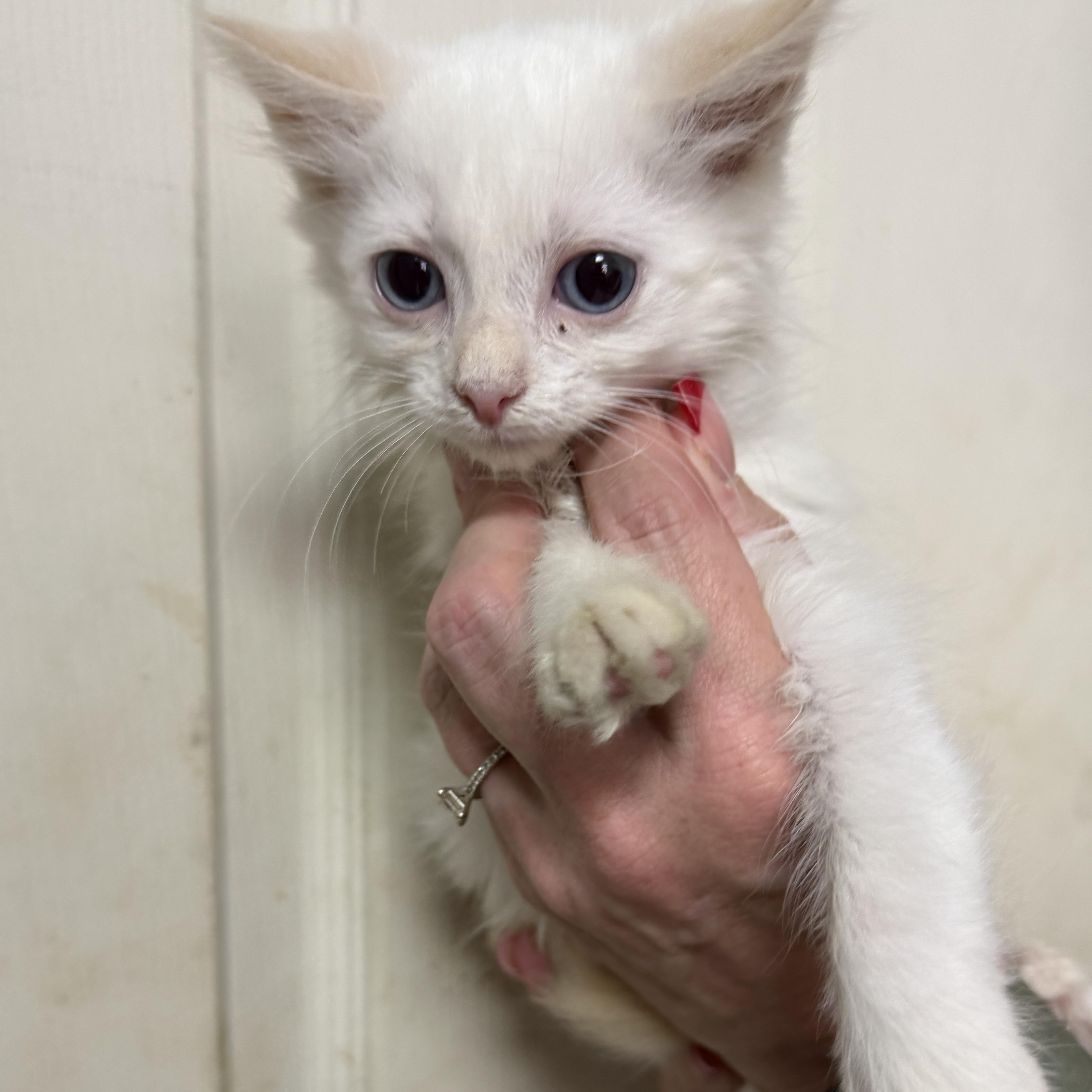 Marshmellow Fluff thumbnail 3