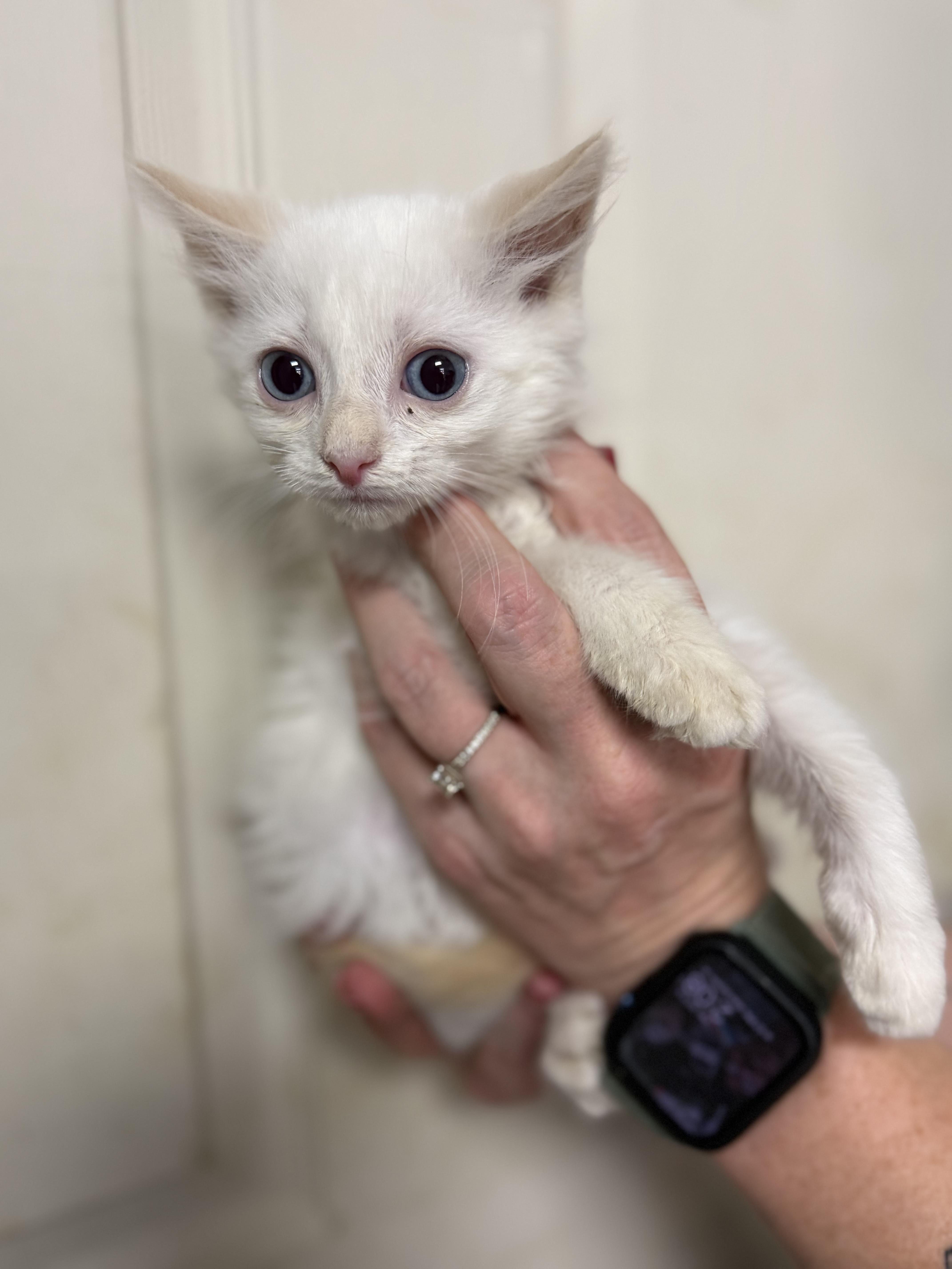 Marshmellow Fluff thumbnail 4