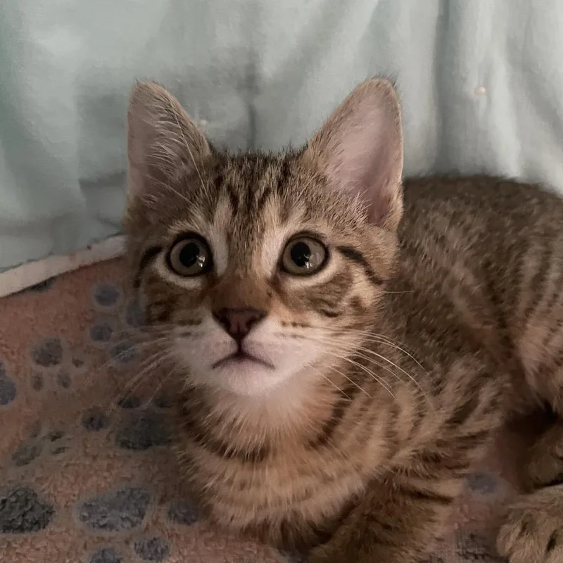 Calaf