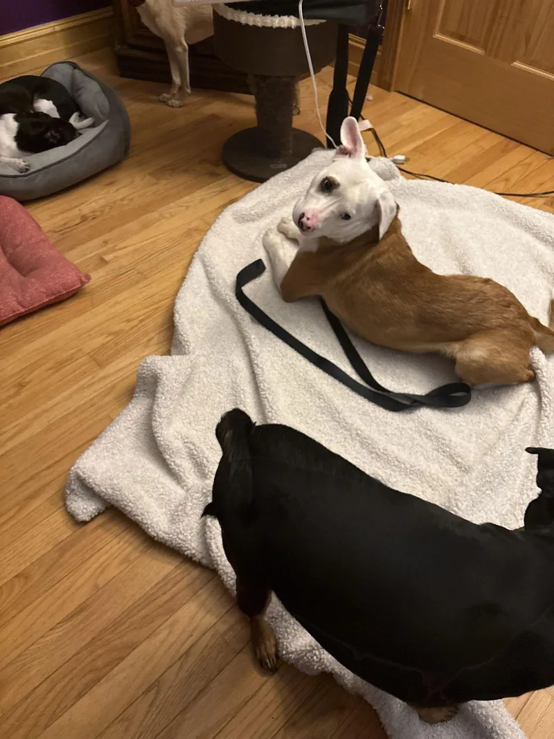 Stuart Little thumbnail 2