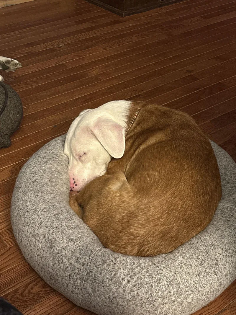 Stuart Little thumbnail 5