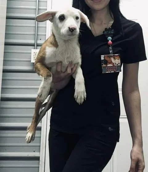 Stuart Little thumbnail 6