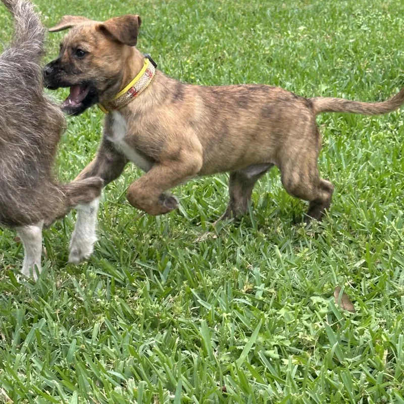 A baby small-sized male Brown / Chocolate Terrier dog named Bear for adoption in Houston, TX
