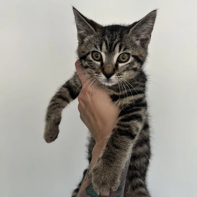 A baby small-sized male Brown / Chocolate Domestic Short Hair cat named Axle for adoption in Huntsville, AL