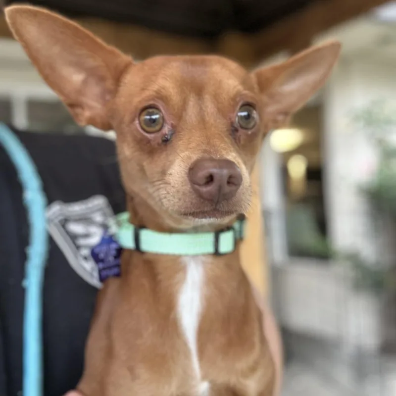An adult small-sized male Red / Chestnut / Orange Chihuahua dog named Bruno for adoption in San Francisco, CA