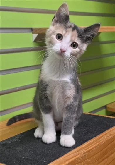 A baby small-sized female Domestic Short Hair cat named Nova for adoption in Saint Peters, MO