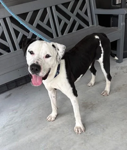 An adult large-sized male Labrador Retriever dog named Sarge for adoption in Brunswick, GA