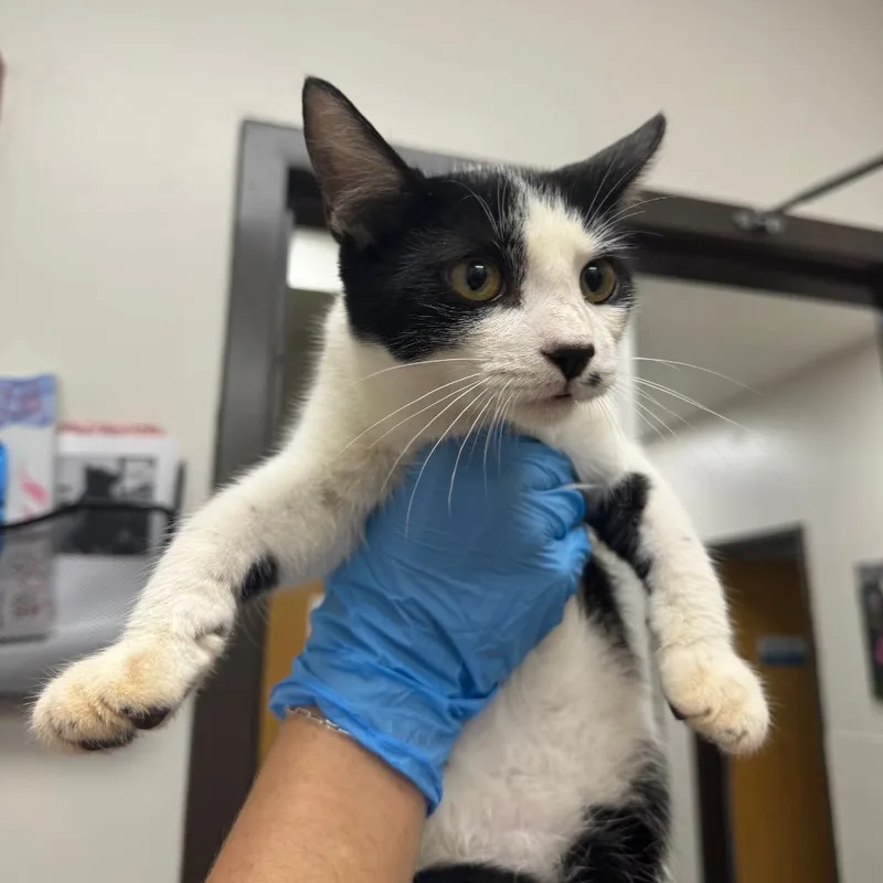 A young small-sized male Black Domestic Short Hair cat named Shakespeare for adoption in Columbiana, AL