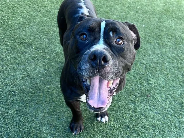 An adult large-sized male Mixed Breed dog named Dollar for adoption in Dallas, TX