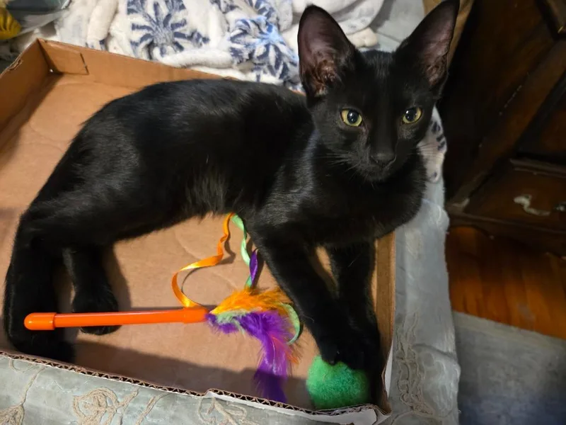 A baby medium-sized male Domestic Short Hair cat named Hopsy for adoption in San Antonio, TX