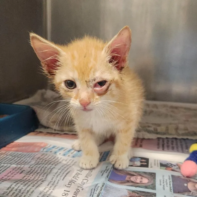 A baby medium-sized female Orange / Red Domestic Short Hair cat named Irna for adoption in Benld, IL