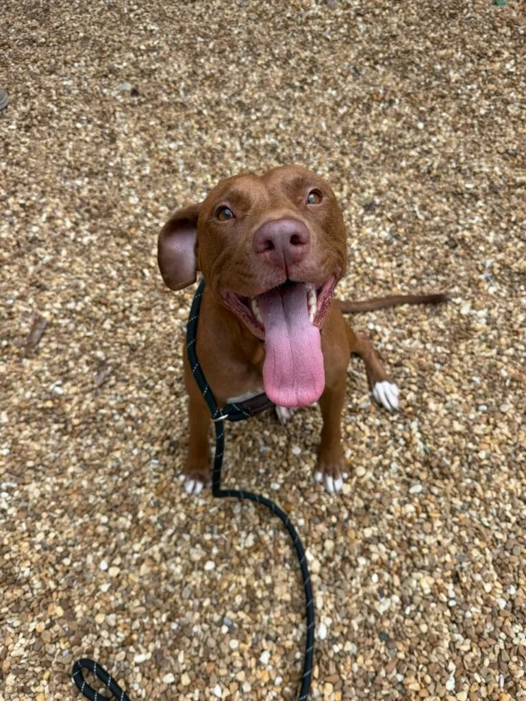 An adult medium-sized female Labrador Retriever dog named Krista for adoption in St. Augustine, FL