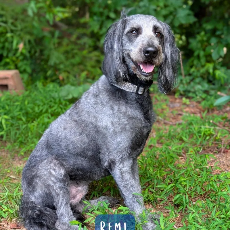 An adult medium-sized male Gray / Blue / Silver Standard Poodle dog named Remi for adoption in Covington, GA