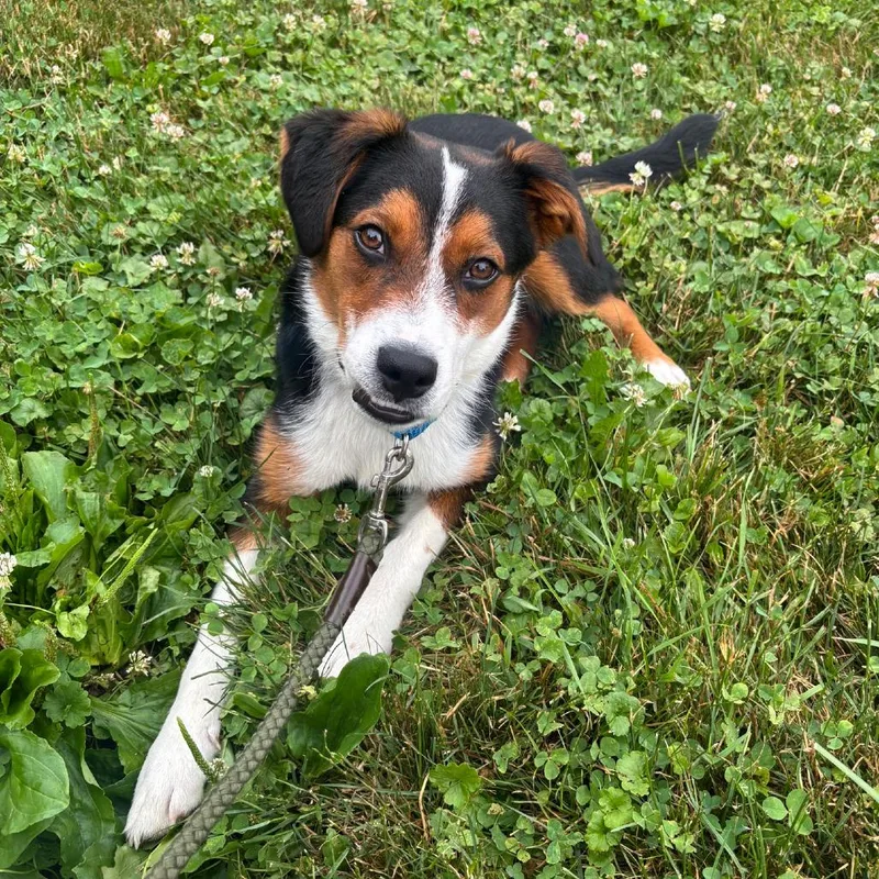 A young medium-sized male White / Cream Beagle dog named Roady for adoption in Columbia Station, OH