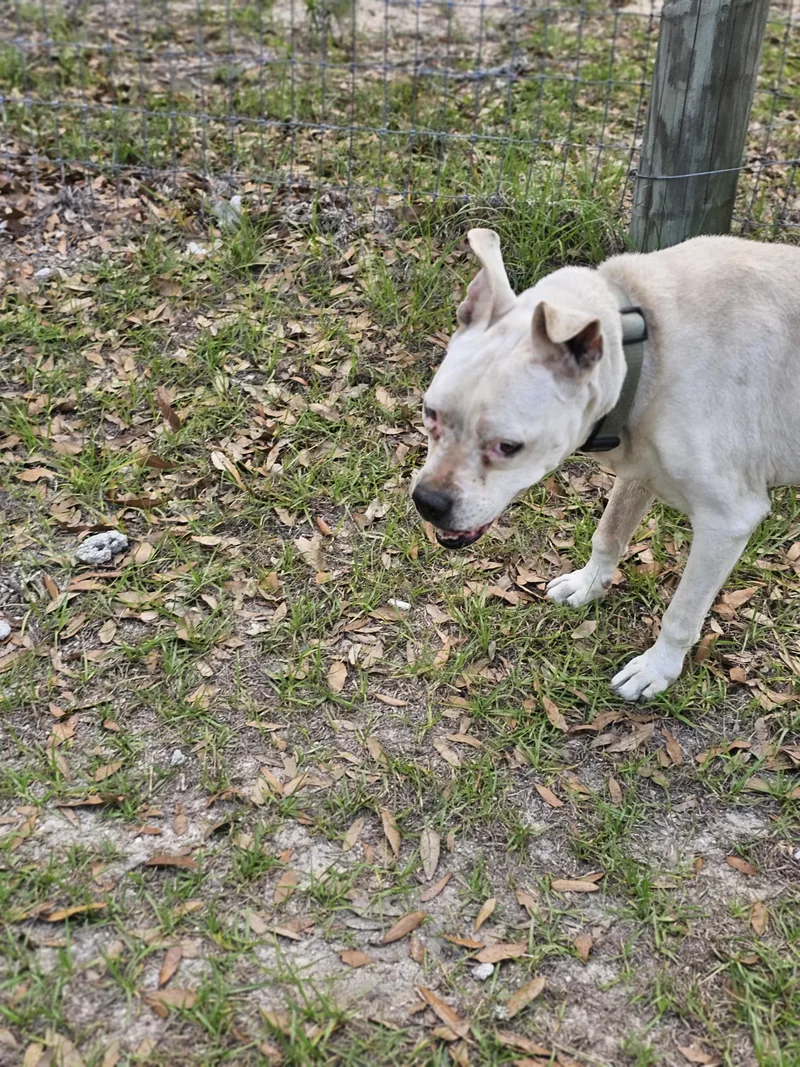 A senior medium-sized female White / Cream Pit Bull Terrier dog named Sadie for adoption in Panama city, FL