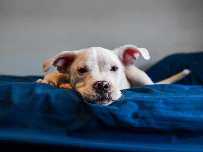 A baby medium-sized female White / Cream Staffordshire Bull Terrier dog named Frannie for adoption in Fort Collins, CO