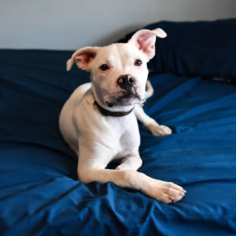 Frannie thumbnail 2