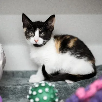A baby small-sized female Black Domestic Short Hair cat named Bella for adoption in Atlanta, GA