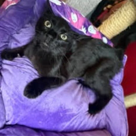 A young small-sized male Black Domestic Short Hair cat named Zorro Hudson for adoption in Merrifield, VA