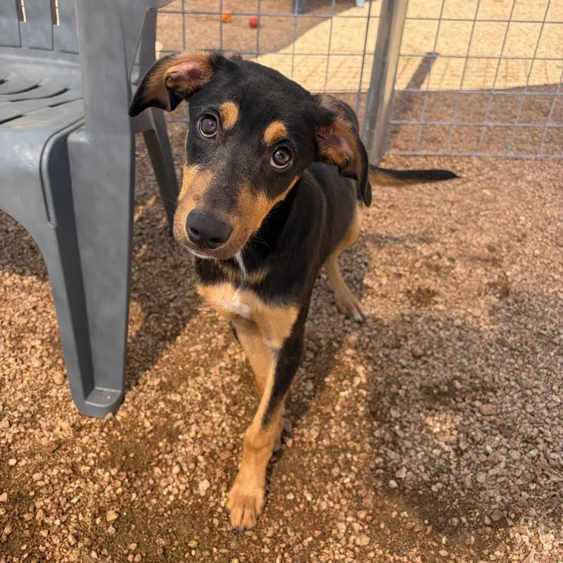 A baby medium-sized male Black Mixed Breed dog named Bubba Kcac . for adoption in Kerrville, TX