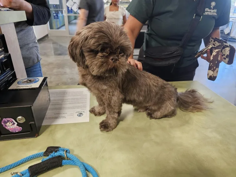 An adult small-sized male Shih Tzu dog named Found stray: Neal for adoption in Rockwall, TX