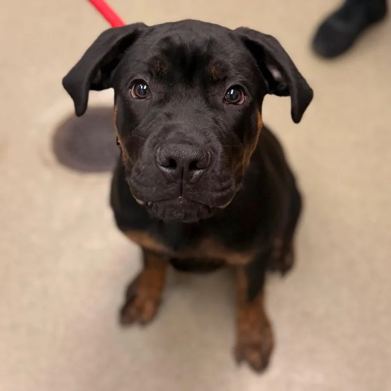 A baby medium-sized male Black Rottweiler dog named Ricky for adoption in Birdsboro, PA