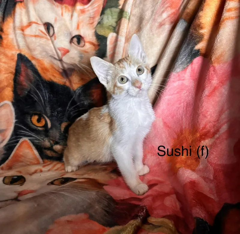 A baby medium-sized female Orange & White Domestic Short Hair cat named Sushi for adoption in Woodlawn, TN