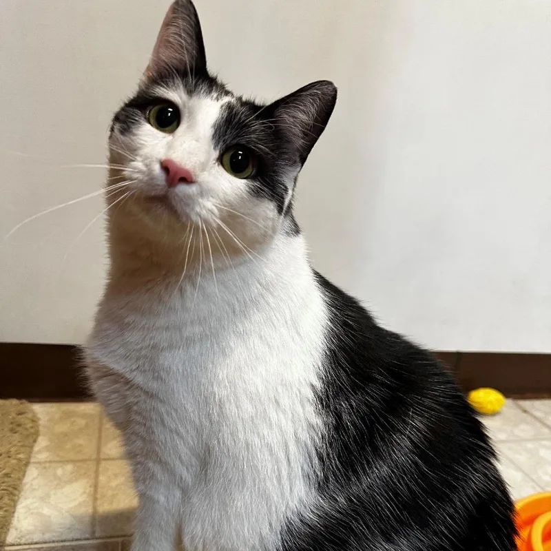 An adult small-sized male White Domestic Short Hair cat named Patches for adoption in Monticello, IL