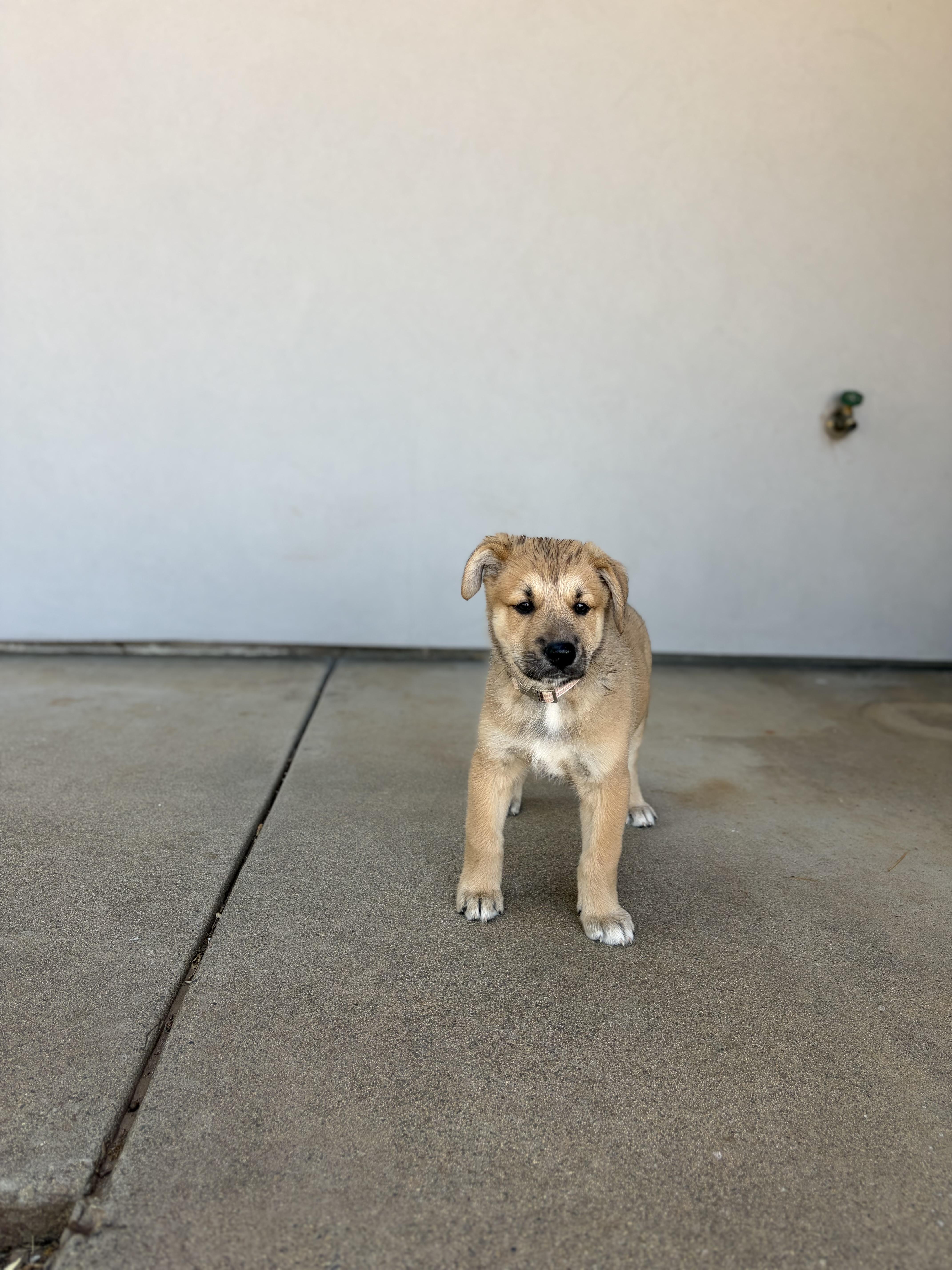 A baby large-sized female Yellow / Tan / Blond / Fawn Great Pyrenees dog named Poppy for adoption in Sonora, CA