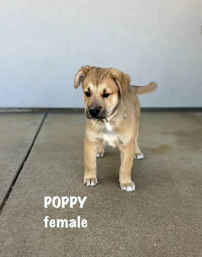 Poppy thumbnail 4
