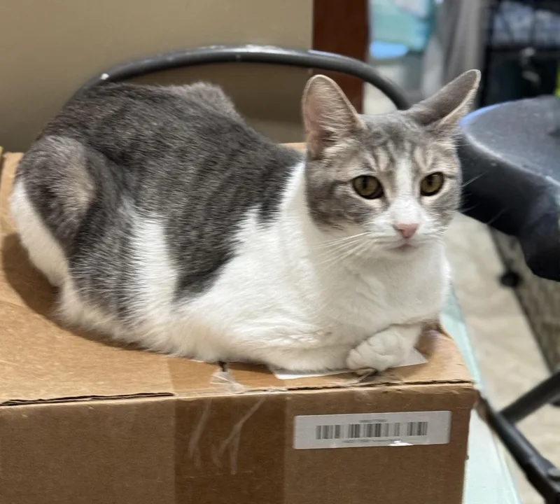 A young medium-sized female Gray & White American Shorthair cat named Angel for adoption in Mission Viejo, CA