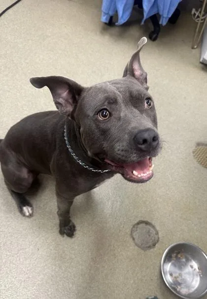 A young large-sized male Pit Bull Terrier dog named Fargo for adoption in Palm Coast, FL