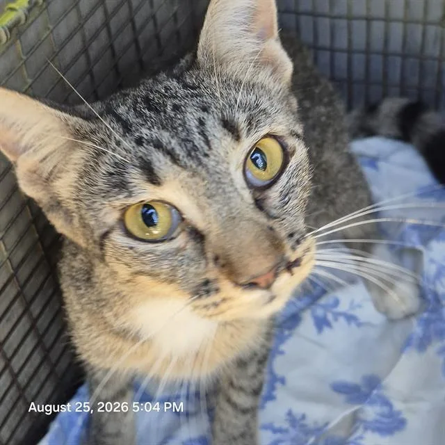 A young small-sized female Domestic Short Hair cat named Chiquita for adoption in San Antonio, TX